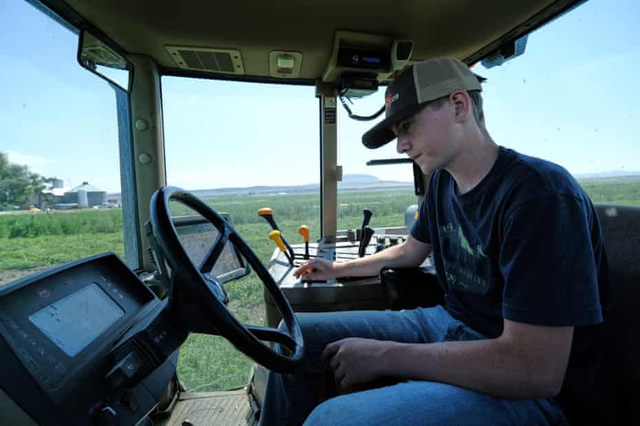 Spencer Seus drives a tractor to cut weeds in a field of mint at his family's farm.