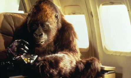 Shaken, not stirred … Amy the gorilla enjoys a martini in Congo.