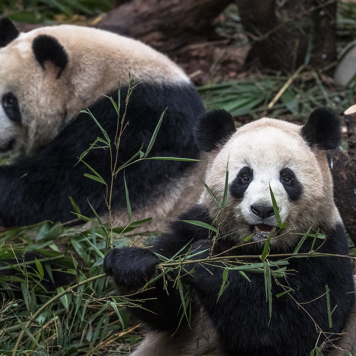 Giant Pandas No Longer Endangered In The Wild China Announces Giant Pandas The Guardian Giant Pandas No Longer Endangered In The Wild China Announces Giant Pandas The Guardian
