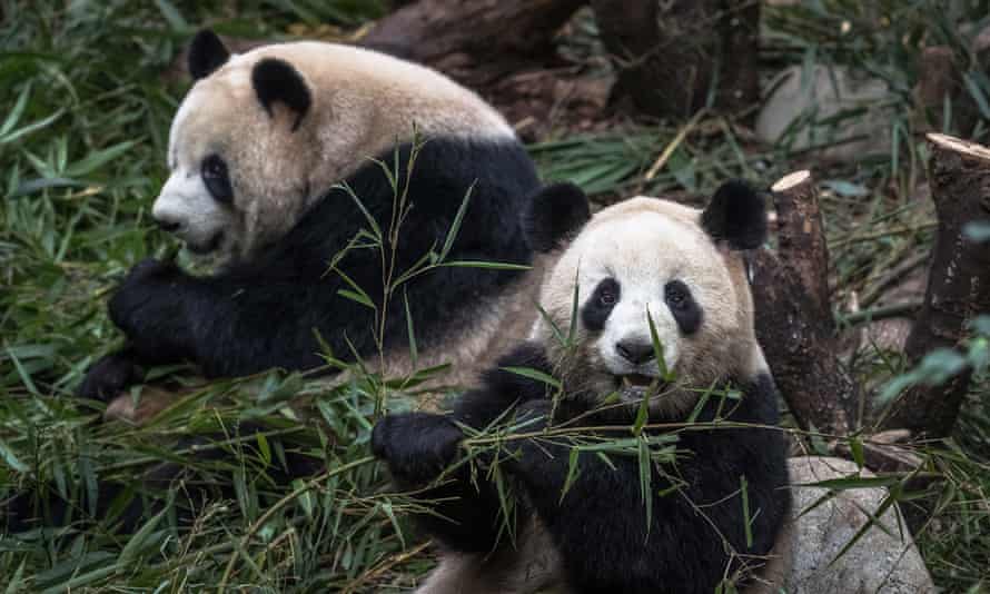 Giant pandas