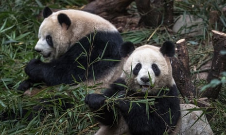 Giant pandas no longer endangered in the wild, China announces | Giant  pandas | The Guardian