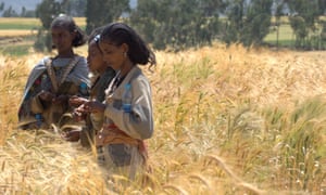 Farmers evaluating traits of wheat varieties in Ethiopia