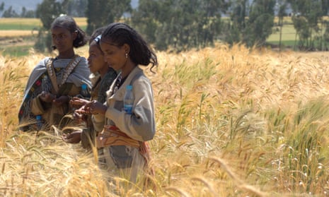 Farmers evaluating traits of wheat varieties in Ethiopia
