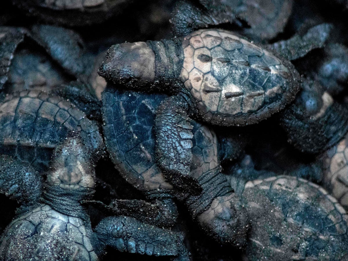 Decoy Turtle Eggs Put In Nests To Track Illegal Trade In Costa Rica Illegal Wildlife Trade The Guardian