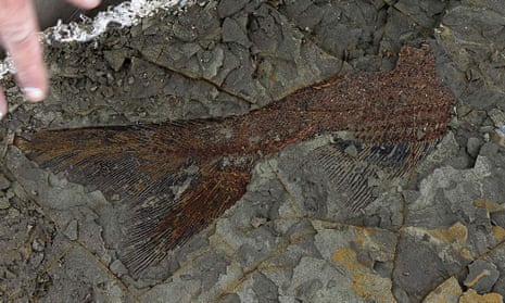 A perfectly preserved 66m-year-old fish fossil uncovered by Univedrsity of Kansas researchers, revealing life on the day a huge asteroid hit the Earth. 