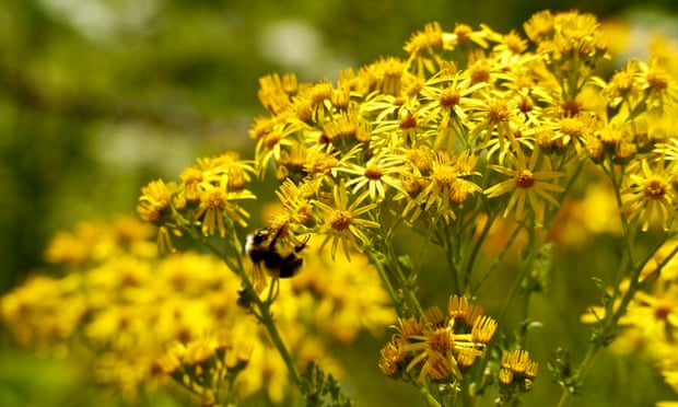 Common ragwort and bumblebee.