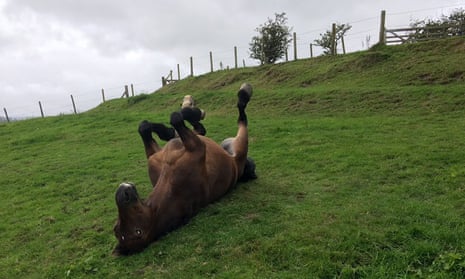 Top post … a Welsh Cob horse inexplicably puls off a ‘dying lizard’ position. Photograph: Twitter pic/@IamMartinReed
