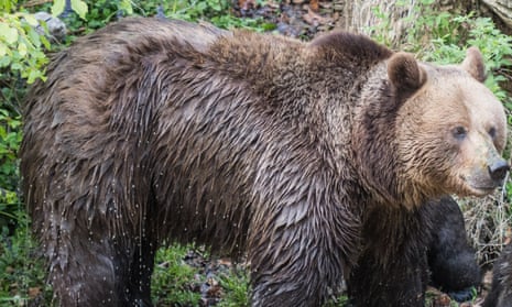 Russia shocked by video of bear being crushed to death | Russia | The Guardian Russia shocked by video of bear being crushed to death | Russia | The Guardian