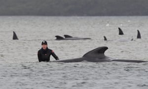 For the rescuers in the water, the most urgent job was to right and stabilise the whales' bodies, which can weigh up to three tonnes, to prevent them drowning.