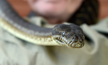 A carpet python