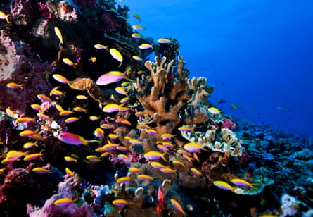 Coral reef, Nauru