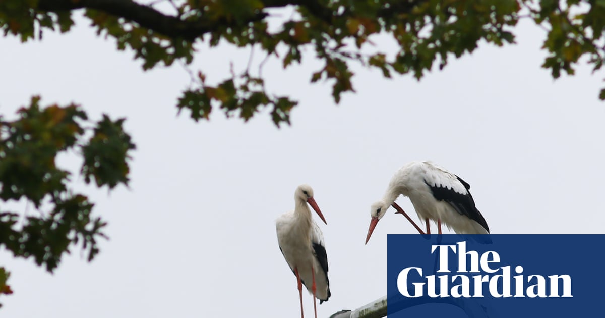 ‘The normal should be darkness’: why one Belgian national park is turning off ‘pointless’ streetlights
