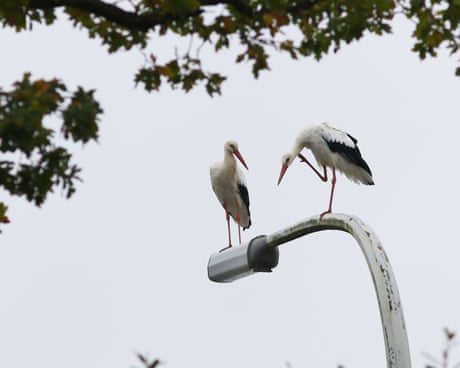 ‘The normal should be darkness’: why one Belgian national park is turning off ‘pointless’ streetlights