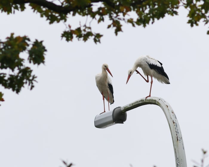 ‘The normal should be darkness’: why one Belgian national park is turning off ‘pointless’ streetlights