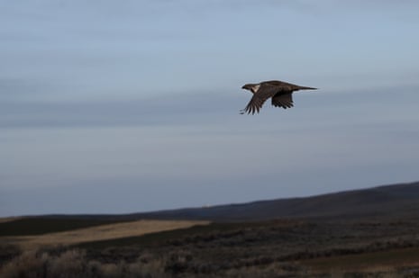 A Greater Sage Grouse fleeing the “Lek” at the first sign of a predator during on the Mcstay ranch during mating season.