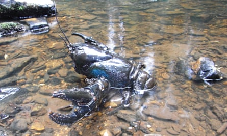 Giant freshwater lobsters