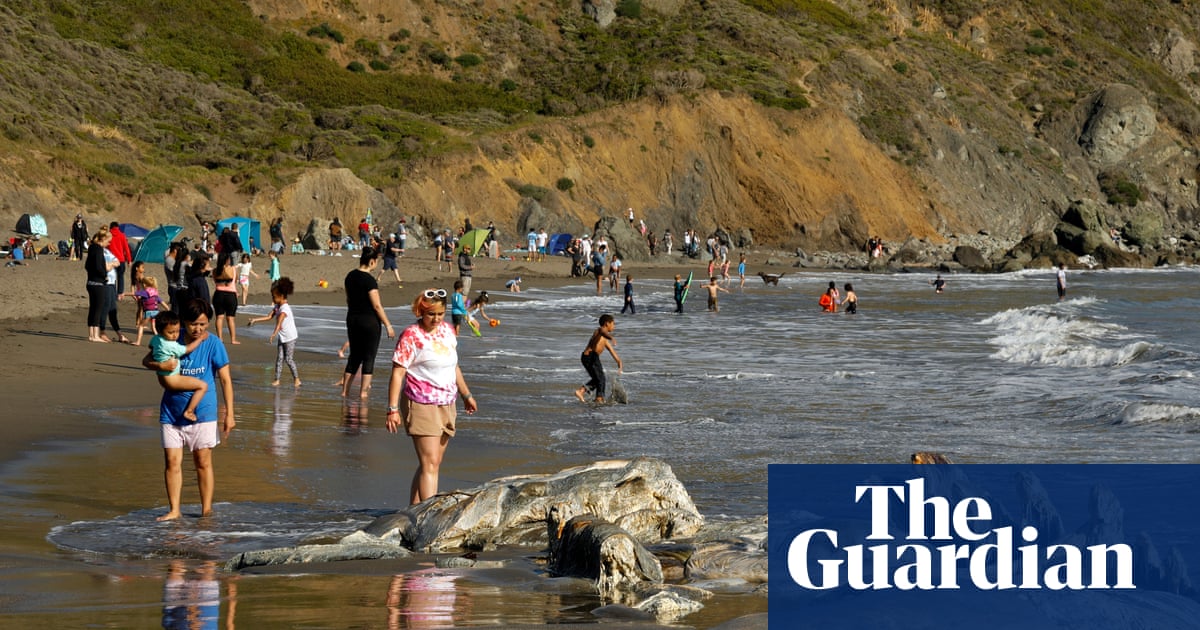 Gray whales, once rare in San Francisco Bay, dying there at alarming rates
