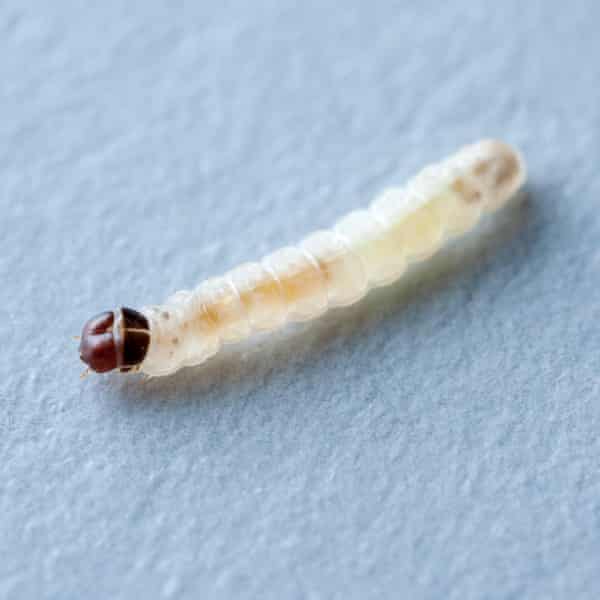 Revenge Of The Clothes Moths As Numbers Boom Can They Be Stopped