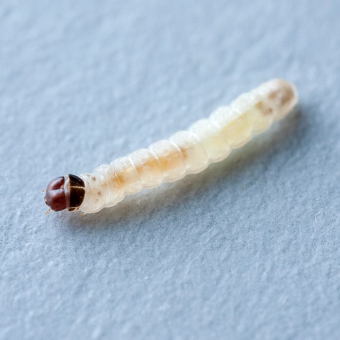 Revenge Of The Clothes Moths As Numbers Boom Can They Be Stopped