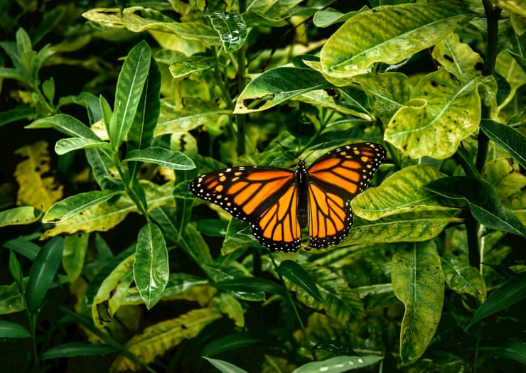 Butterfly population in US shrinking by 22% over last 20 years, study shows Butterfly population in US shrinking by 22% over last 20 years, study shows