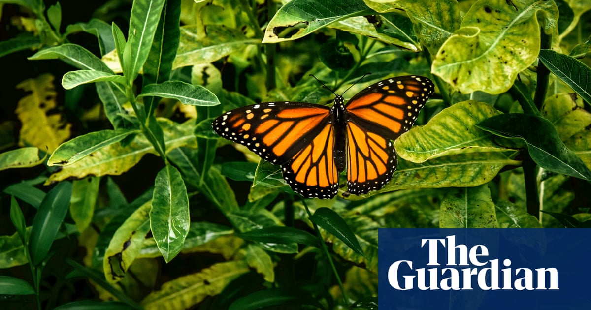 Butterfly population in US shrinking by 22% over last 20 years, study shows | US news Butterfly population in US shrinking by 22% over last 20 years, study shows | US news