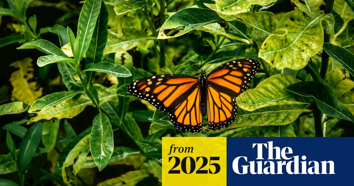 Butterfly population in US shrinking by 22% over last 20 years, study shows