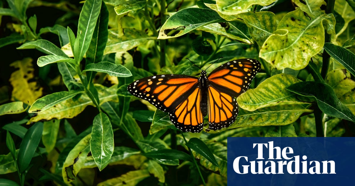 Butterfly population in US shrinking by 22% over last 20 years, study shows