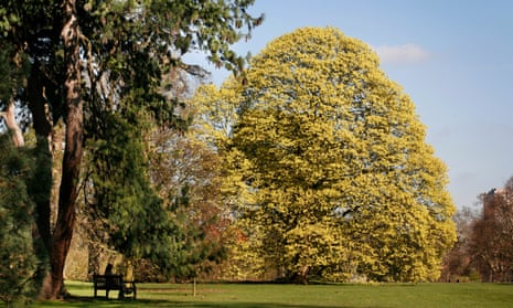 An Italian maple tree in Kew Gardens