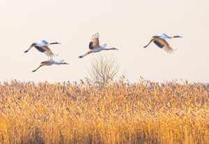 Grous de coroa vermelha passam o inverno na Reserva Natural Nacional de Aves Raras de Zonas Úmidas em Yancheng, China