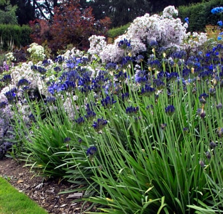 A border of wild flowers, mainly blue and white.