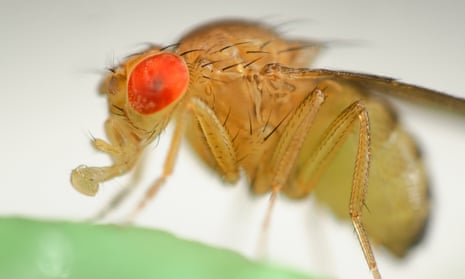 The Wild fruit fly or Drosophila melanogaster