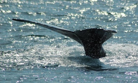 Humpback whale spotted on a Whitby Whale Watching trip.
