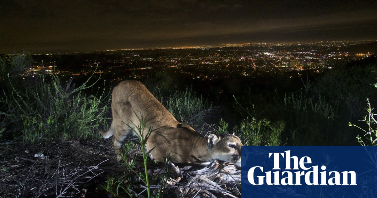 The Accidental Ecosystem: behind the rise of urban wildlife in US cities