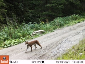 Um lince eurasiático é capturado em uma armadilha fotográfica nas montanhas dos Cárpatos, na Romênia.