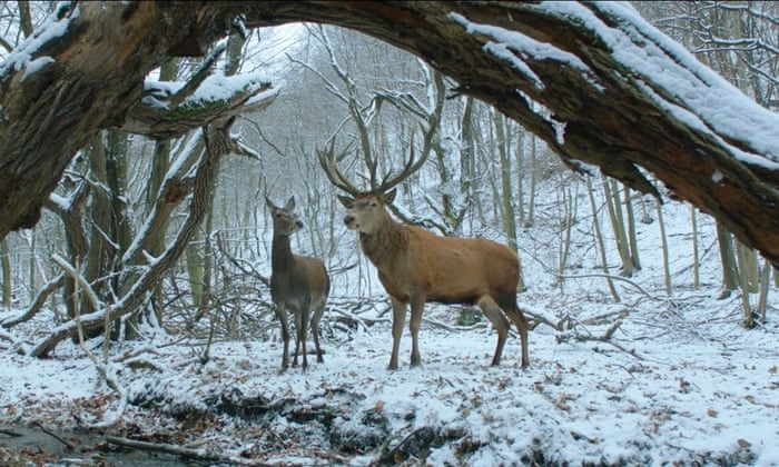 On Body And Soul Review Bizarre And Brutal Tale Of Lovers In The Slaughterhouse World Cinema The Guardian