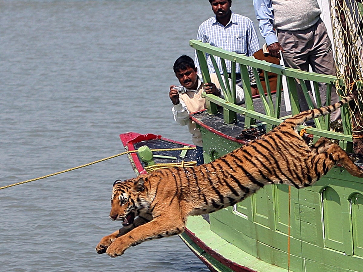 The Burning of Bengal Tiger, Bengal Tiger was founded in 19…