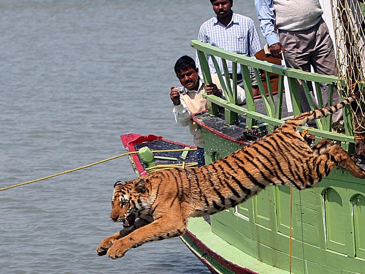 Only 100 tigers left in Bangladesh's famed Sundarbans forest