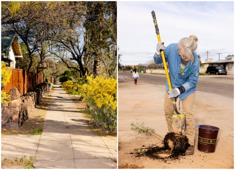 Left: A tree-lined street and shrubs in the Dunbar Spring neighborhood. Right: Executive Director of Tucson Clean and Beautiful Katie Gannon planting trees in the Roberts/Naylor neighborhood on a recent Saturday.