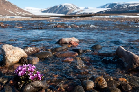 uma planta roxa cresce em um ambiente frio