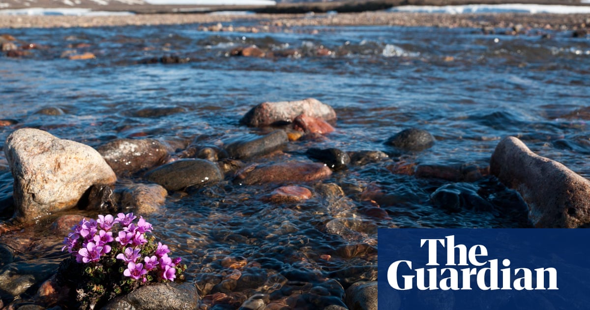 Arctic plant study reveals an early warning sign' of climate change upheaval
