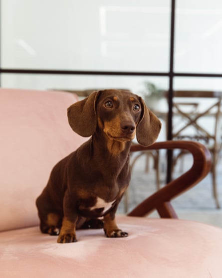 Dog