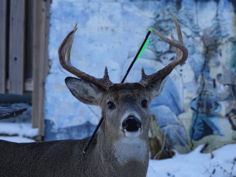 Carrot, a whitetail buck living in northern Ontario, with an arrow sticking out of his head.
