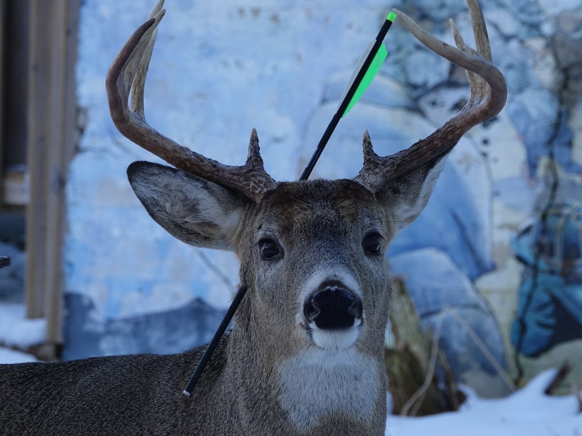 Download Carrot The Deer Found In Ontario With Arrow Sticking Out Of His Head Canada The Guardian