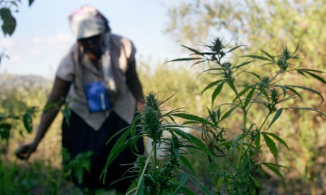 A woman tends her crop of about 30 young marijuana plants in the country’s northern Hhohho area.