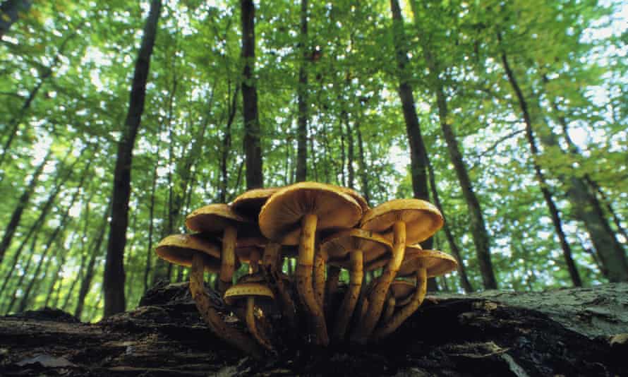 ‘When fungi are put at risk we miss opportunities to
advance solutions to serious environmental problems like
climate change.’