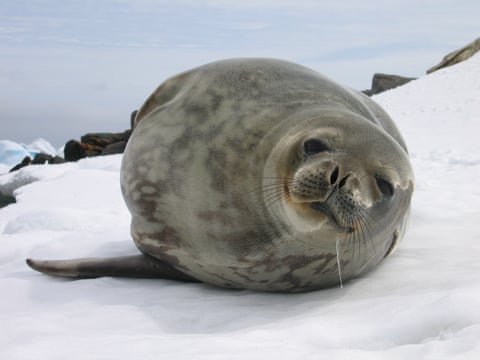 A Weddell seal lying on ice, looking at the camera