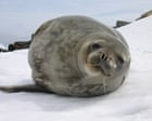 Antarctic seal numbers falling drastically due to melting sea ice, research shows