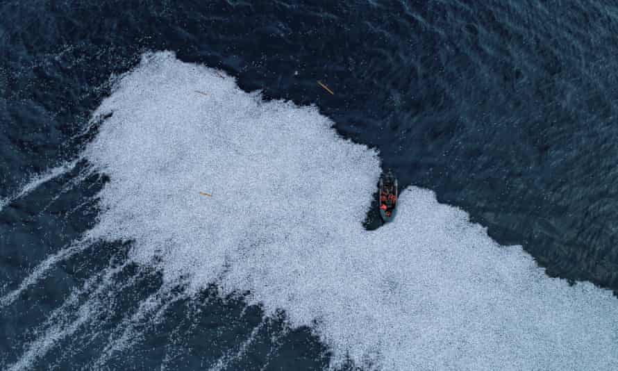 Roughly 100,000 dead fish dumped by a factory ship in February 2022 off La Rochelle, France.