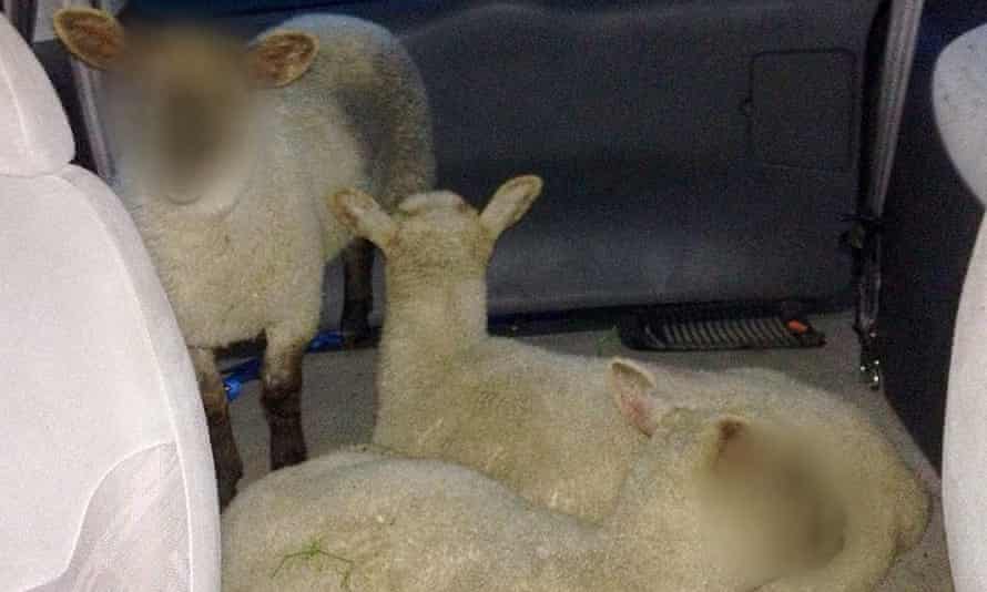 IMAGE PIXELATED AT SOURCE BEST QUALITY AVAILABLE Handout photo issued by West Midlands Police of three lambs, as three men are being questioned on suspicion of theft after police spotted the animals being transported through Hob Moor Road in Yardley, Birmingham in the back of a Ford Galaxy.