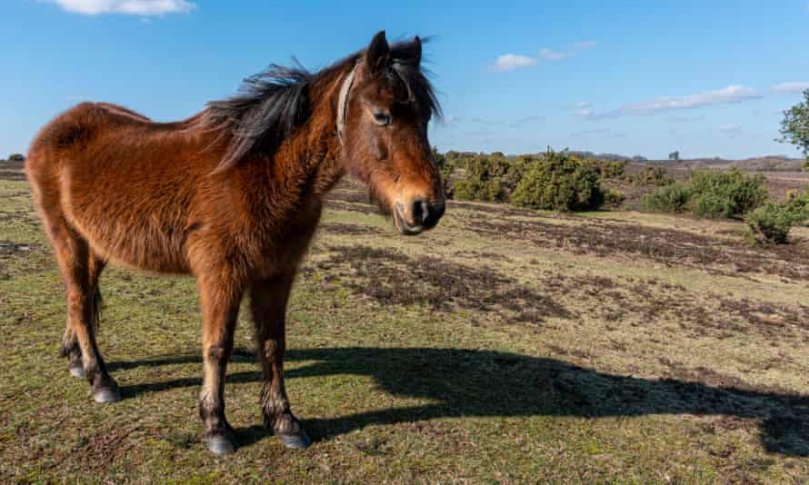 A pony in the New Forest national park, Hampshire on 27 February.